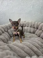 Paris, a female Chihuahua for sale in Fountain Valley, CA – 1 of 7