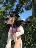 Thompson , a male Beagle for sale in Santa Ana, CA – 4 of 7