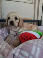 Lady, a female Cocker Spaniel and English Cocker Spaniel for sale in Santa Ana, CA – 5 of 5