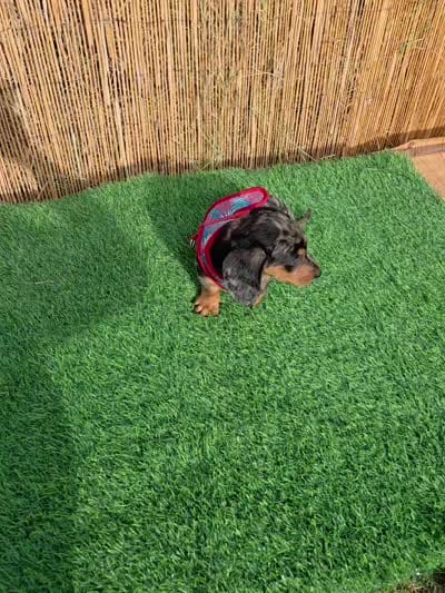 Cosmos , a male Miniature Dachshund for sale in Santa Ana, CA – 4 of 7