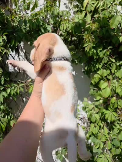 Honey, a female Beagle for sale in Santa Ana, CA – 7 of 8
