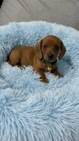 Ron, a male Miniature Dachshund for sale in Santa Ana, CA – 4 of 4