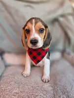 Thor , a male Beagle for sale in Santa Ana, CA – 1 of 1
