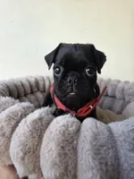 Chonky, a male Pug for sale in Santa Ana, CA – 3 of 5