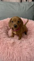 Cinammon, a female Miniature Dachshund for sale in Santa Ana, CA – 2 of 4