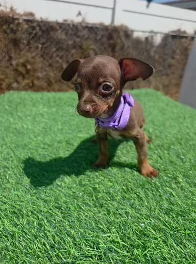 London, a female Chihuahua for sale in Santa Ana, CA – 2 of 3