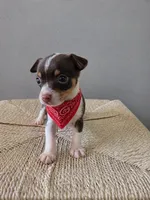 Tommy (toy chihuahua), a male Chihuahua for sale in Fountain Valley, CA – 2 of 5