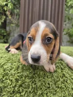 Zeus, a male Beagle for sale in Santa Ana, CA – 3 of 5