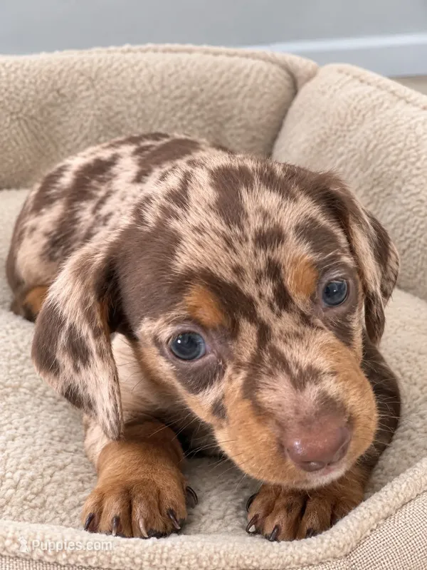 Resses – Miniature Dachshund puppy for sale in Santa Ana, CA