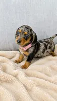 Cupcake, a female Miniature Dachshund for sale in Santa Ana, CA – 2 of 2