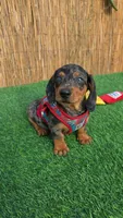 Cosmos , a male Miniature Dachshund for sale in Santa Ana, CA – 2 of 7
