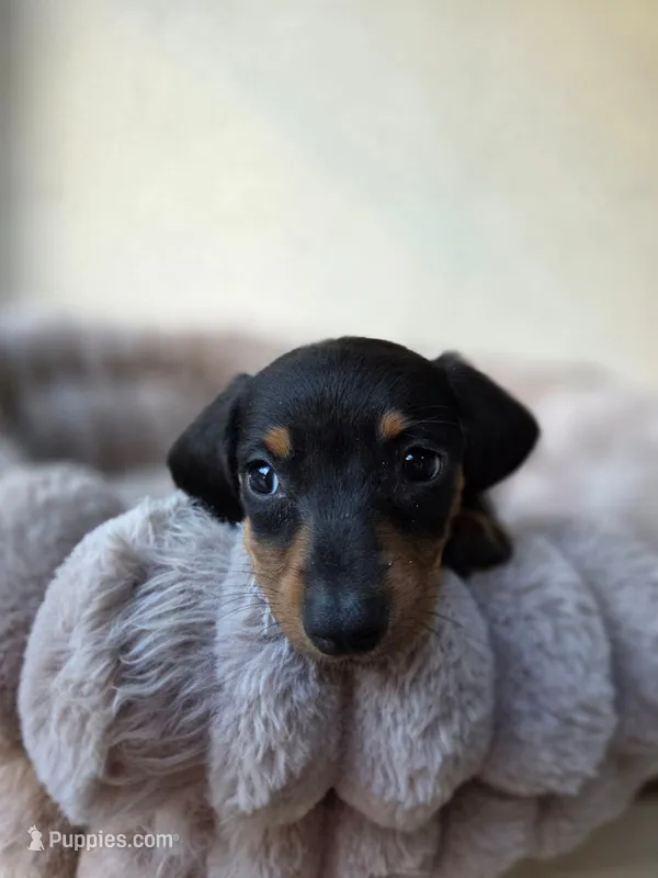 Lola – Miniature Dachshund puppy for sale in Santa Ana, CA