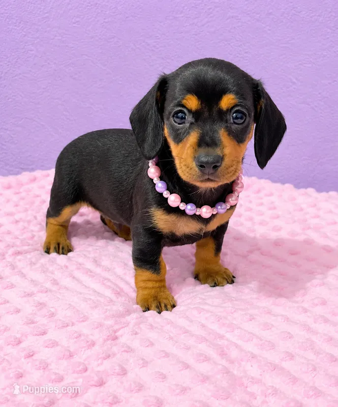 Molly  – Miniature Dachshund puppy for sale in Santa Ana, CA