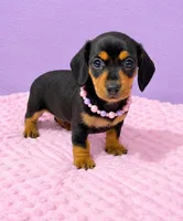 Molly , a female Miniature Dachshund for sale in Santa Ana, CA – 1 of 4