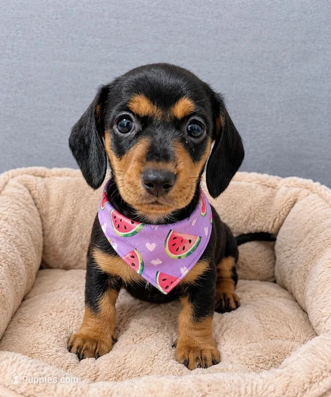 Frida – Miniature Dachshund puppy for sale in Santa Ana, CA