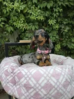 Sunshine, a female Miniature Dachshund for sale in Vista, CA – 7 of 9
