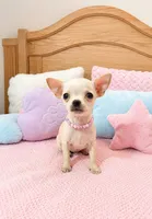 Coco, a female Chihuahua for sale in Garden Grove, CA – 1 of 1