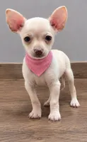 Coco , a female Chihuahua for sale in Santa Ana, CA – 2 of 2