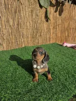 Pixie , a female Miniature Dachshund for sale in Santa Ana, CA – 3 of 8