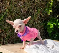 Sunshine deerhead2pouds , a female Chihuahua for sale in Garden Grove, CA – 2 of 2