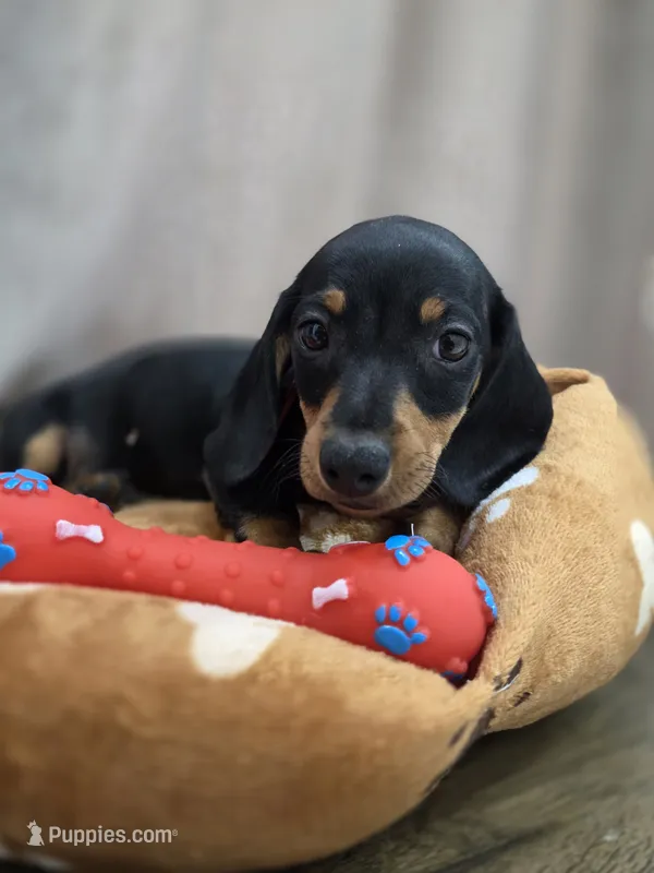 Blacky – Dachshund, Miniature Dachshund puppy for sale in Santa Ana, CA