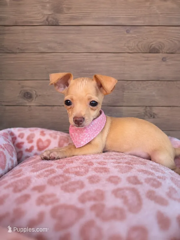 Honey – Chihuahua puppy for sale in Santa Ana, CA