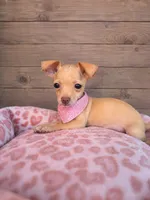 Honey, a female Chihuahua for sale in Santa Ana, CA – 1 of 2