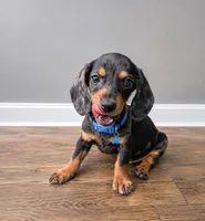Archie , a male Miniature Dachshund for sale in Santa Ana, CA – 1 of 1