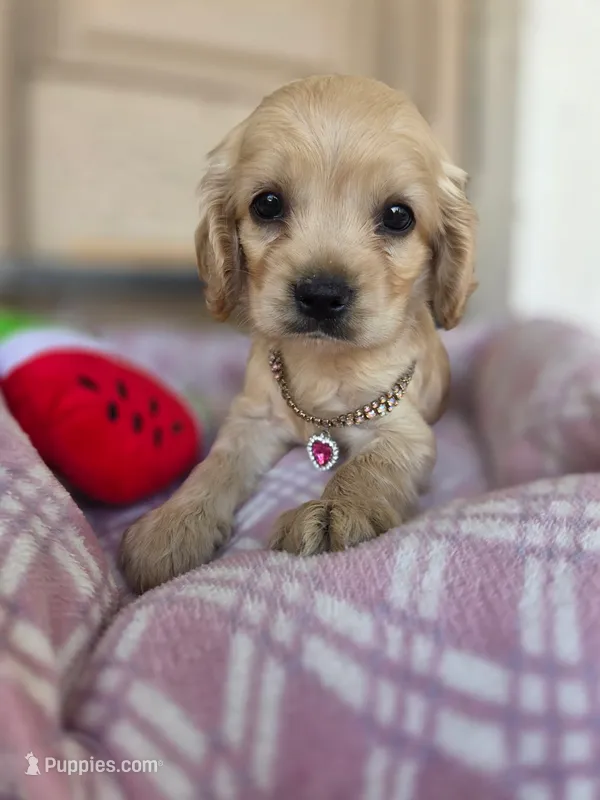 Lady – Cocker Spaniel, English Cocker Spaniel puppy for sale in Santa Ana, CA