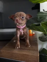 Nutella  Tea cup chihuahua, a female Chihuahua for sale in Fountain Valley, CA – 3 of 3