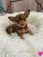 Italy, a female Chihuahua for sale in Fountain Valley, CA – 1 of 1
