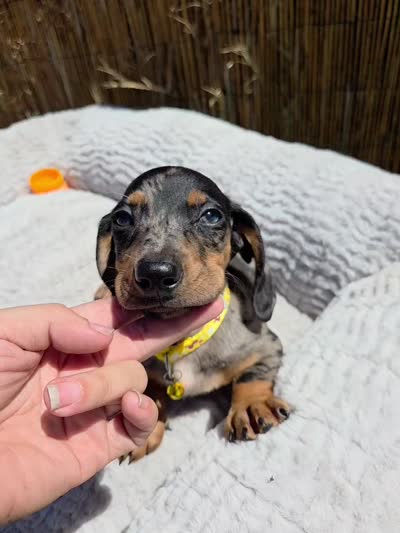 Oreo, a male Dachshund and Miniature Dachshund for sale in Santa Ana, CA – 6 of 7