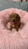 Cinammon, a female Miniature Dachshund for sale in Santa Ana, CA – 4 of 4