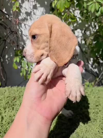 Honey, a female Beagle for sale in Santa Ana, CA – 8 of 8