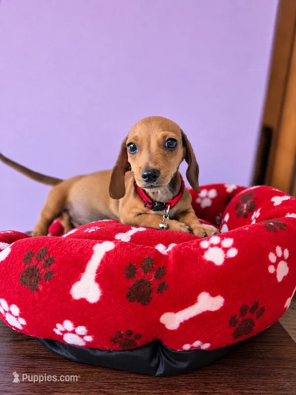 Leo – Dachshund, Miniature Dachshund puppy for sale in Santa Ana, CA