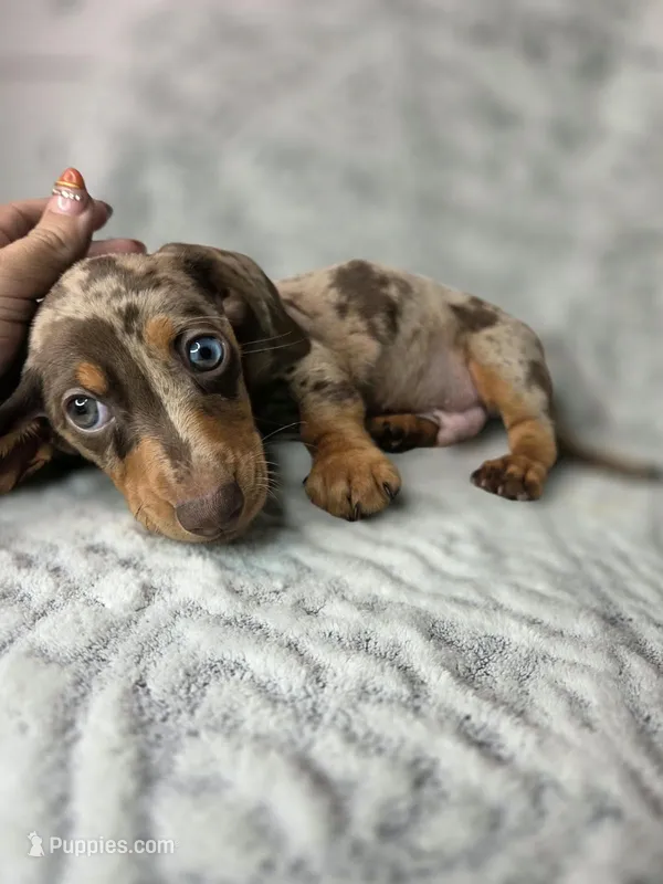 Resses  (1blue/1green eye) – Miniature Dachshund puppy for sale in Vista, CA