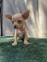 Channel ( green eyes ), a female Chihuahua for sale in Vista, CA – 2 of 3