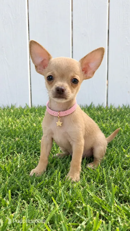 Gucci 1,2pounds – Chihuahua puppy for sale in Santa Ana, CA