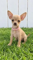 Gucci 1pound, a female Chihuahua for sale in Santa Ana, CA – 1 of 1