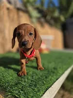 Asher, a male Miniature Dachshund for sale in Santa Ana, CA – 2 of 5