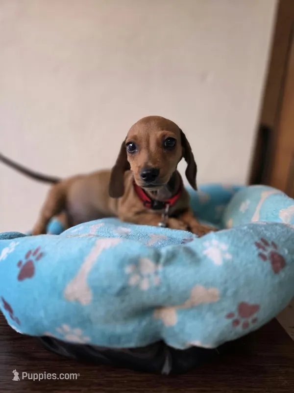 Leo – Dachshund, Miniature Dachshund puppy for sale in Santa Ana, CA