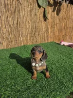Pixie , a female Miniature Dachshund for sale in Santa Ana, CA – 6 of 8