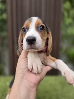 Zeus, a male Beagle for sale in Santa Ana, CA – 2 of 5