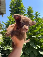 Laila, a female Chihuahua for sale in Garden Grove, CA – 2 of 2