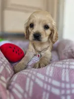 Lady, a female Cocker Spaniel and English Cocker Spaniel for sale in Santa Ana, CA – 3 of 5