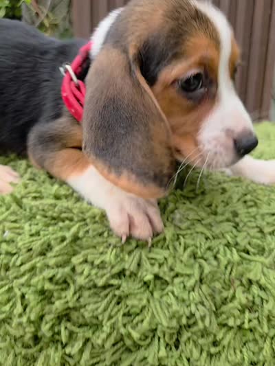 Zeus, a male Beagle for sale in Santa Ana, CA – 5 of 5