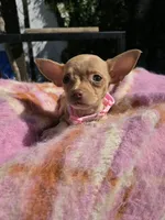 Paris, a female Chihuahua for sale in Santa Ana, CA – 3 of 8