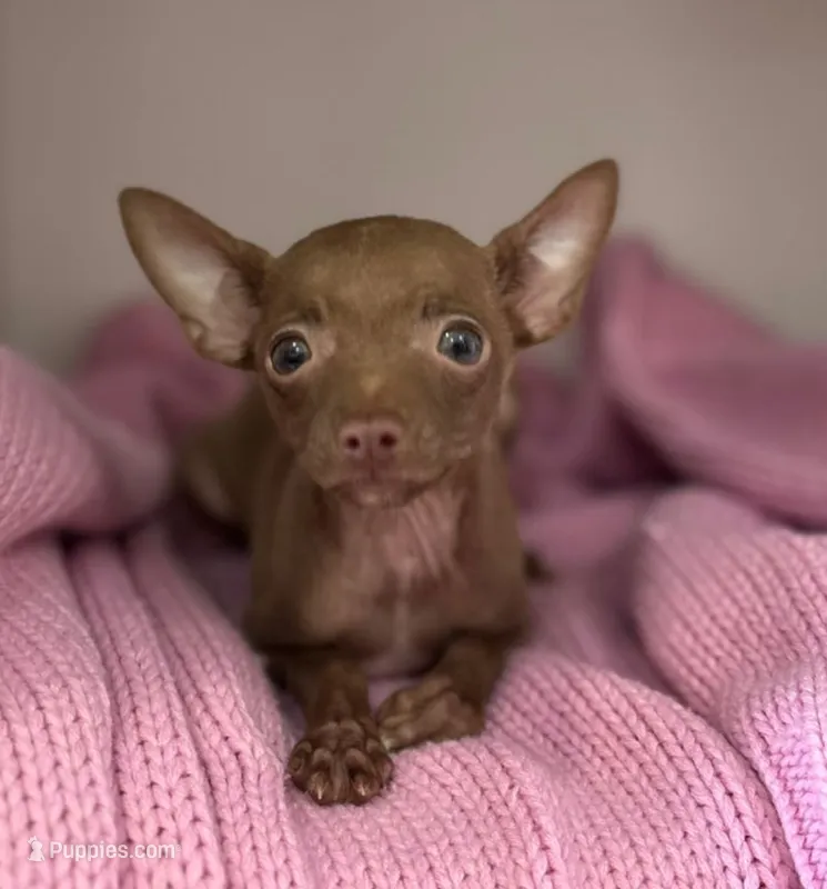 Queen  – Chihuahua puppy for sale in Garden Grove, CA