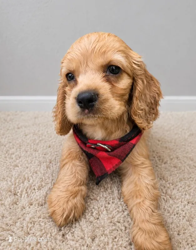 English cocker spaniel – English Cocker Spaniel puppy for sale in Santa Ana, CA