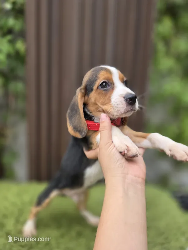 Zeus – Beagle puppy for sale in Santa Ana, CA